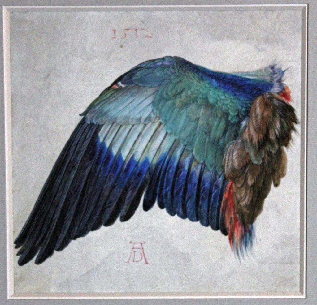 Wing of a Roller, Albrecht Dürer (1512)